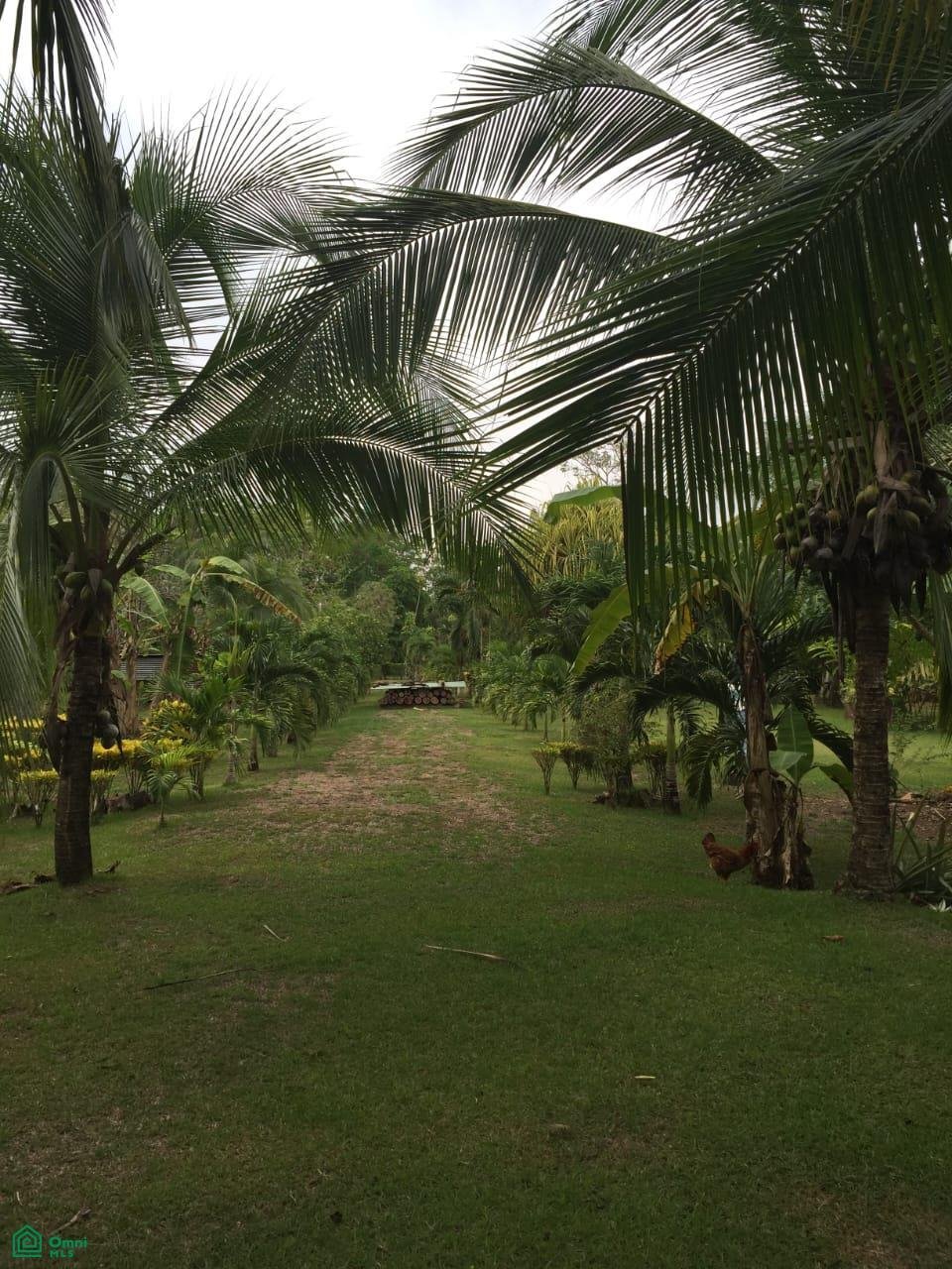 Land in Palma, Puntarenas Province, Costa Rica 4 - 17810210