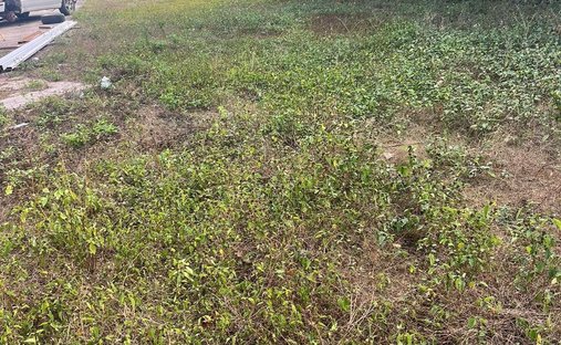 Land in Mérida, Yucatan, Mexico 1