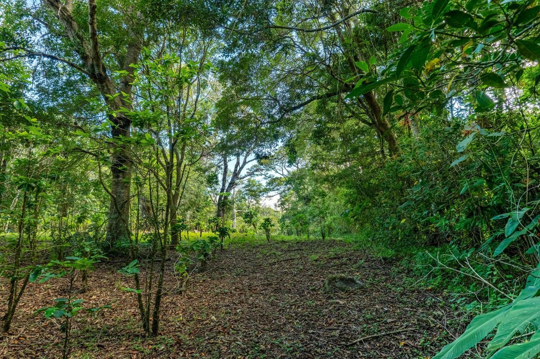 Finca in Palmira, Chiriquí Province, Panama 3 - 18678844