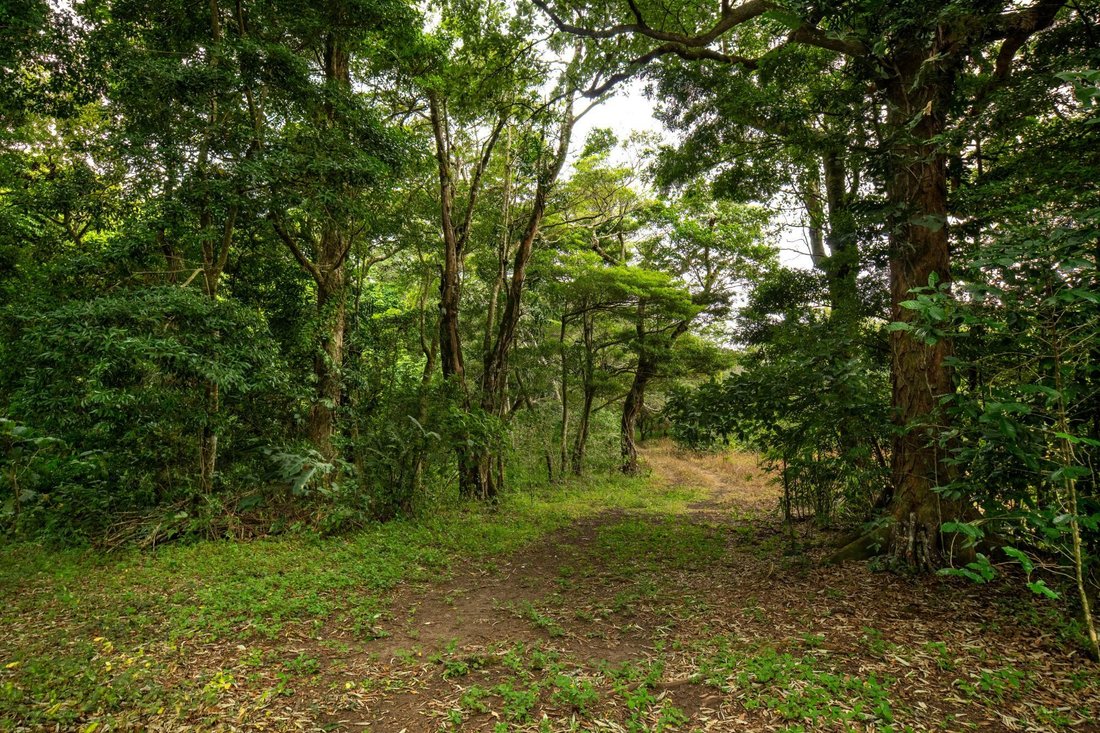 Finca in Palmira, Chiriquí Province, Panama 2 - 18678844