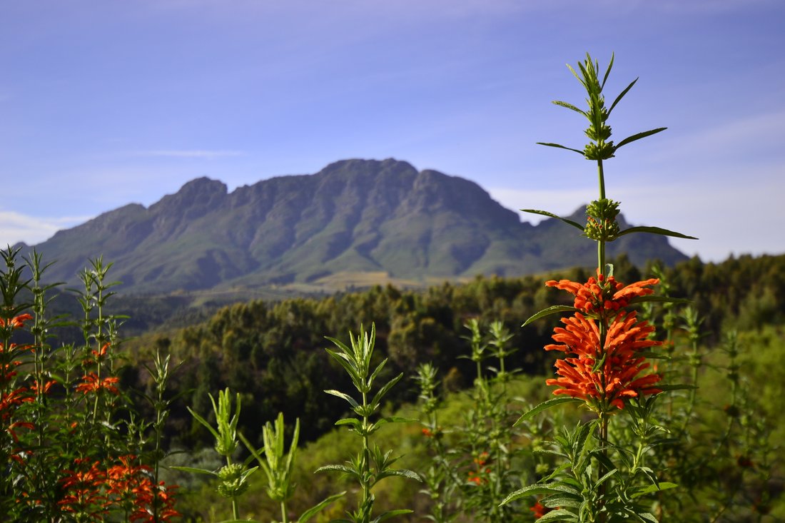 Land in Arbeidslus, Western Cape, South Africa 1 - 18679292