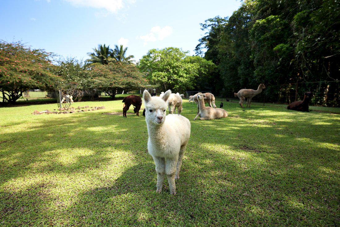 Farm Ranch in East Russell, Queensland, Australia 2 - 18679442