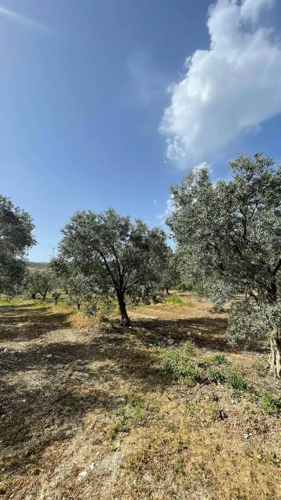 Land in Aydın, Aydın, Turkey 3 - 18680689
