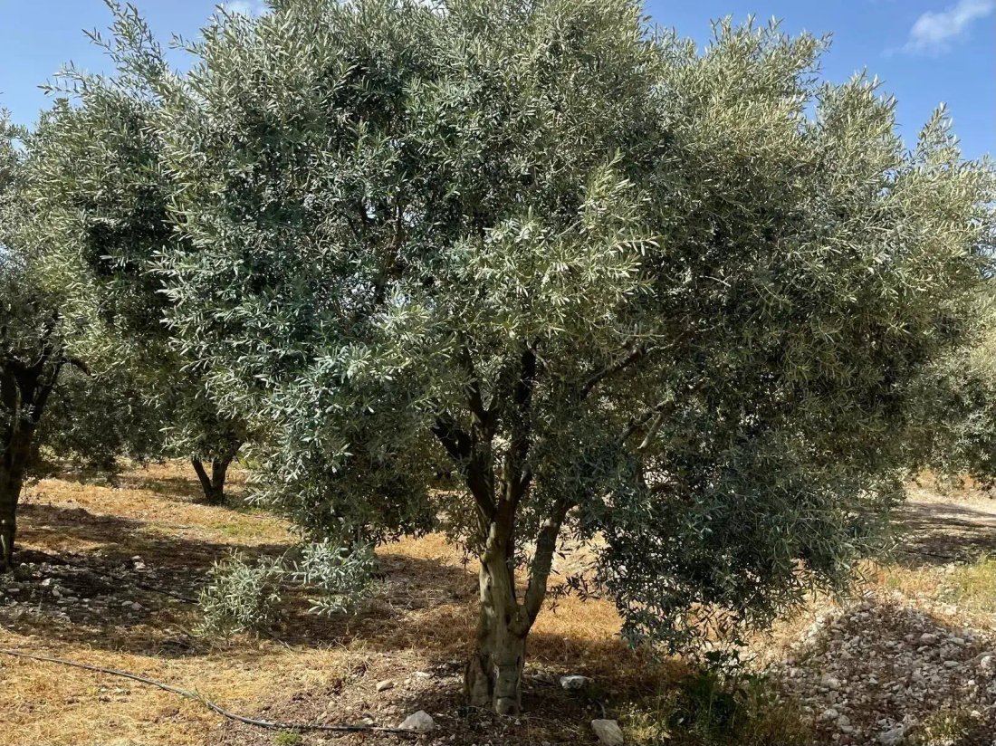Land in Aydın, Aydın, Turkey 5 - 18680689
