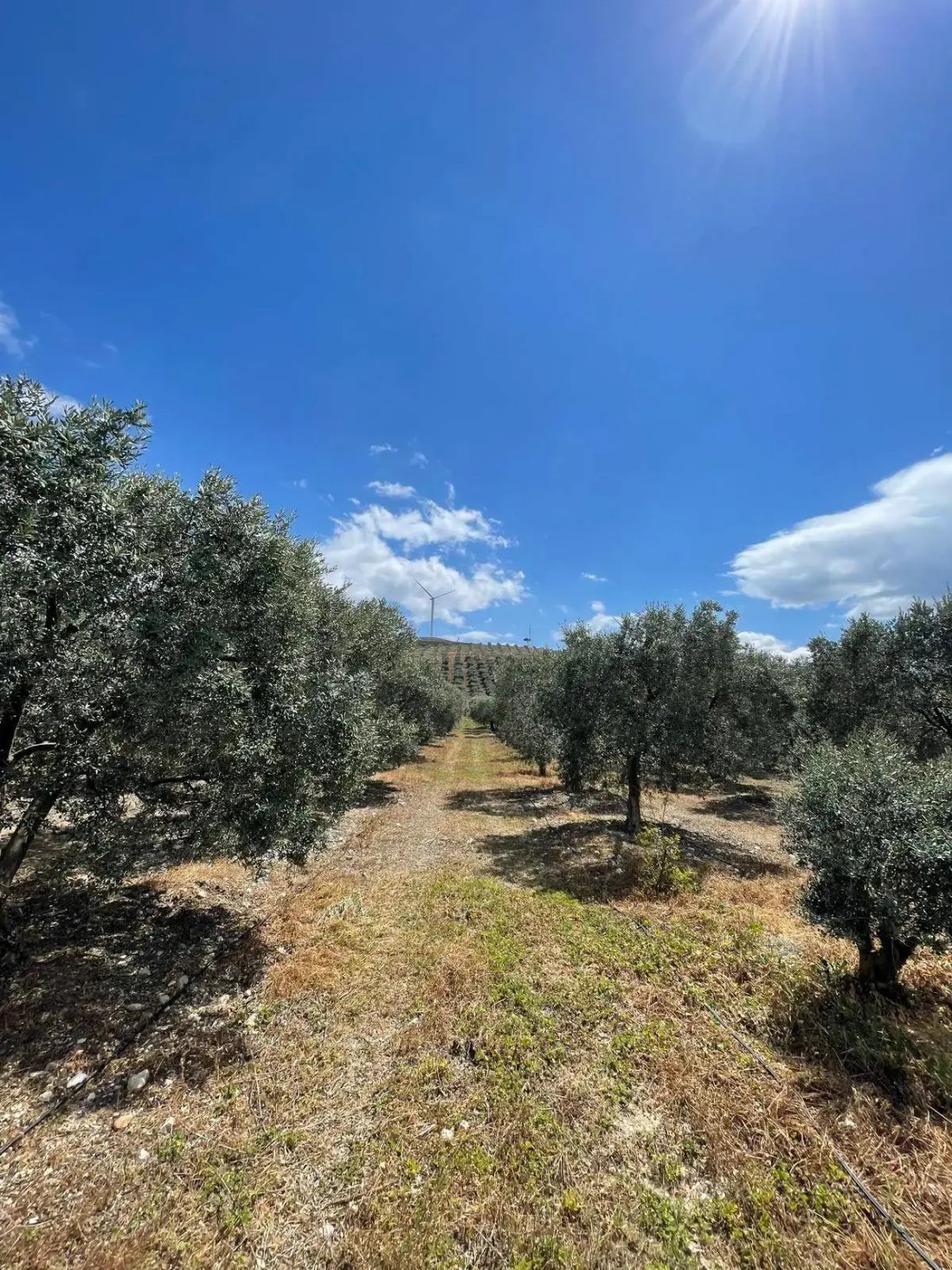 Land in Aydın, Aydın, Turkey 2 - 18680689