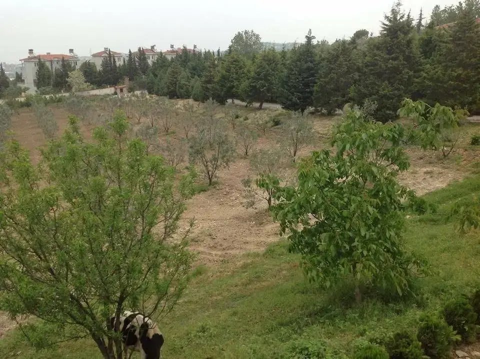 Farm Ranch in Termal, Yalova, Turkey 3 - 18680635