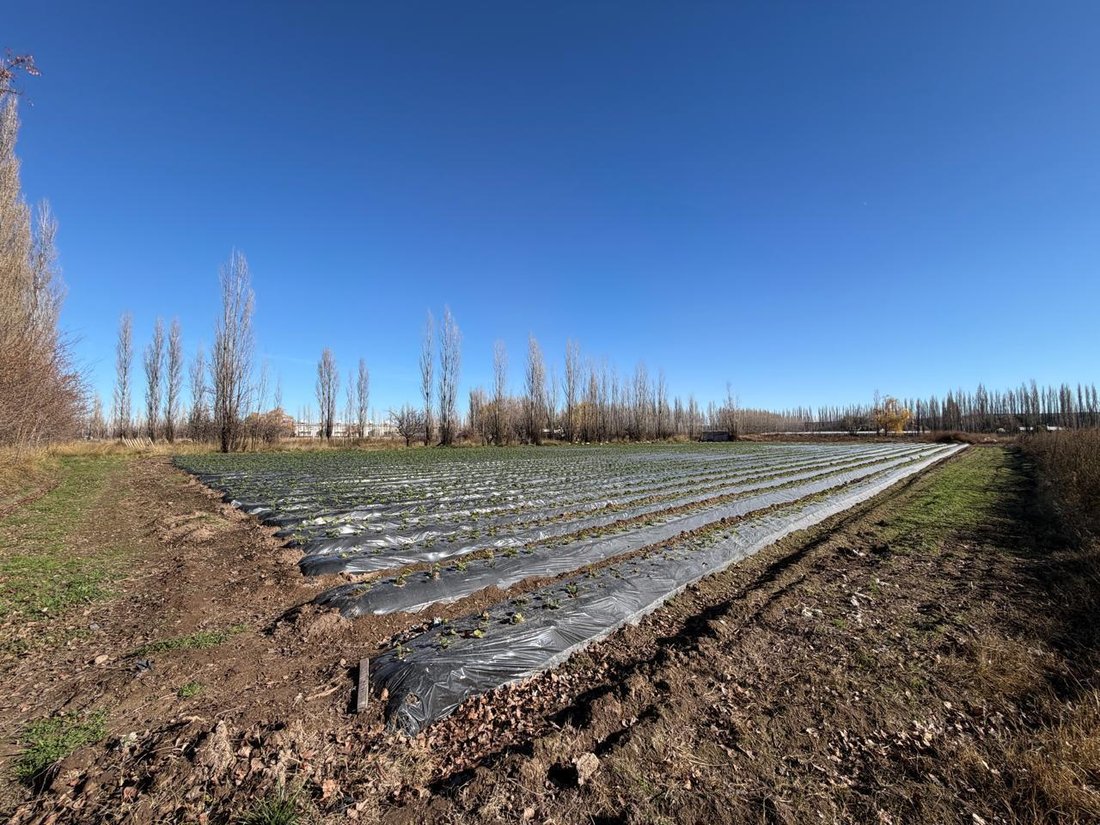 Land in Neuquen, Neuquen, Argentina 4 - 18688715