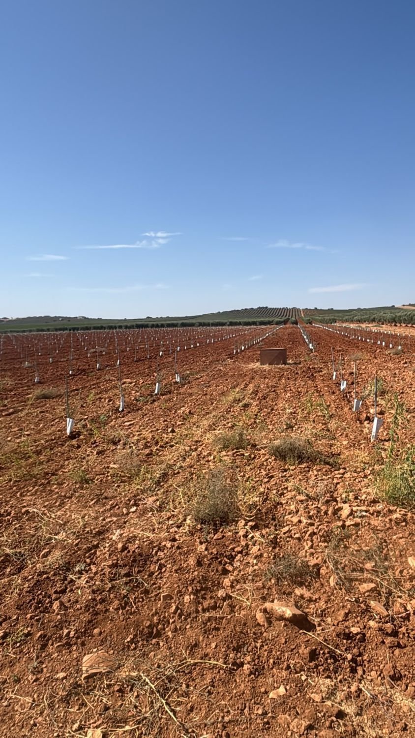Farm Ranch in Valdepenas, Castile-La Mancha, Spain 4 - 18693853