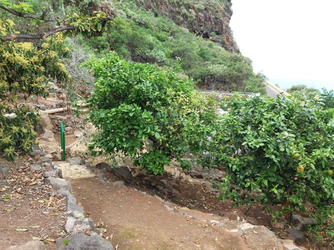 Farm Ranch in Buenavista del Norte, Canary Islands, Spain 4 - 18693861