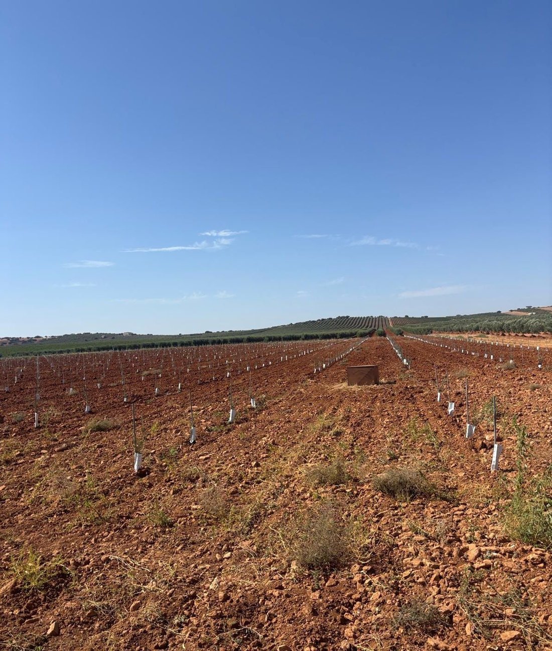 Farm Ranch in Valdepenas, Castile-La Mancha, Spain 3 - 18693853