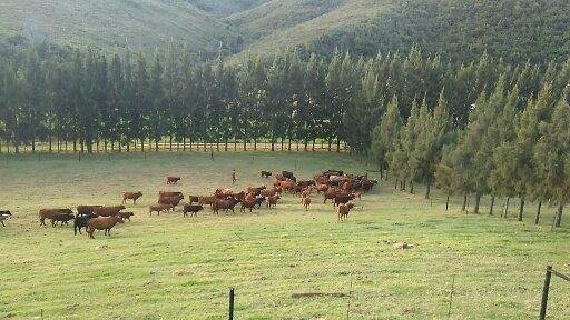 Farm Ranch in Mosel, Eastern Cape, South Africa 3 - 18696447