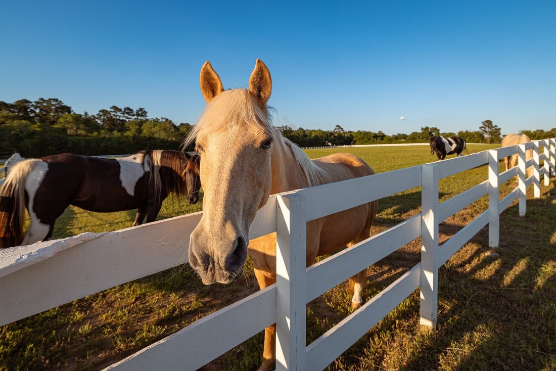 Farm Ranch in Montgomery, Texas, United States 4 - 18700043