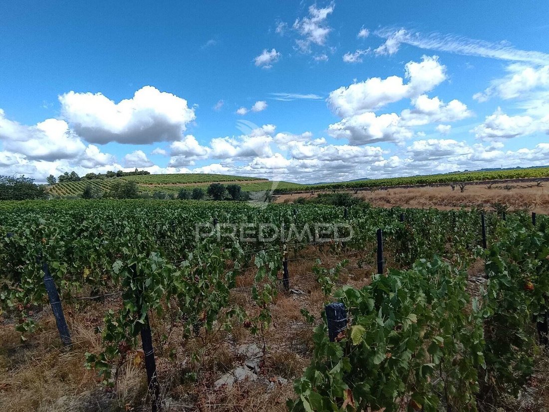 Land in Poiares e Canelas, Vila Real District, Portugal 4 - 18701899