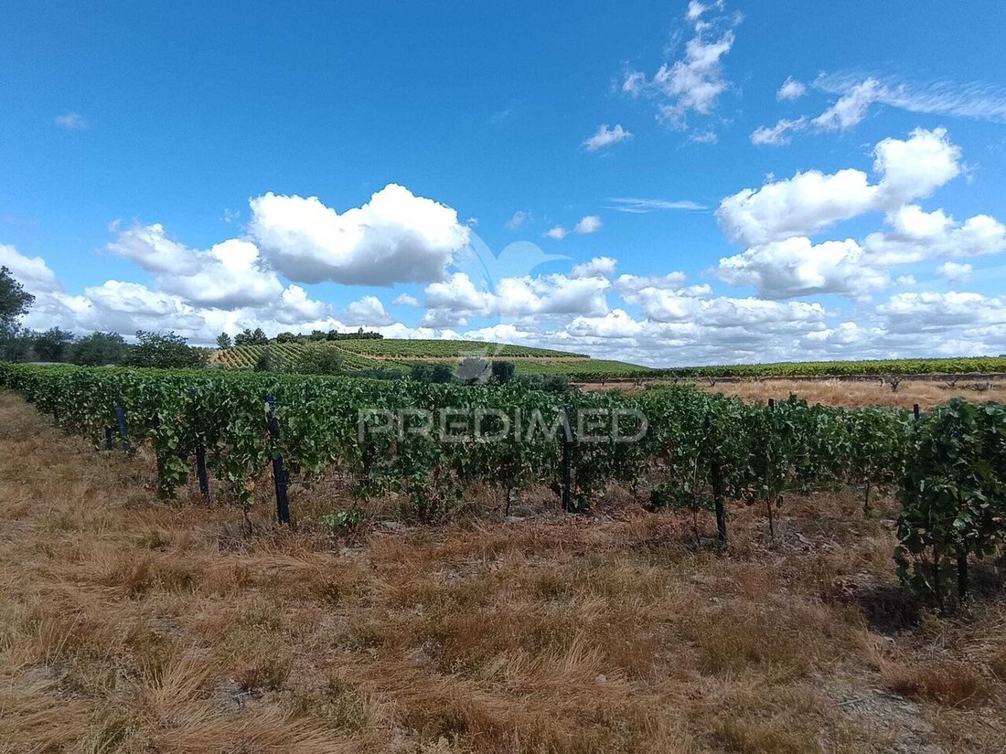 Land in Poiares e Canelas, Vila Real District, Portugal 5 - 18701899