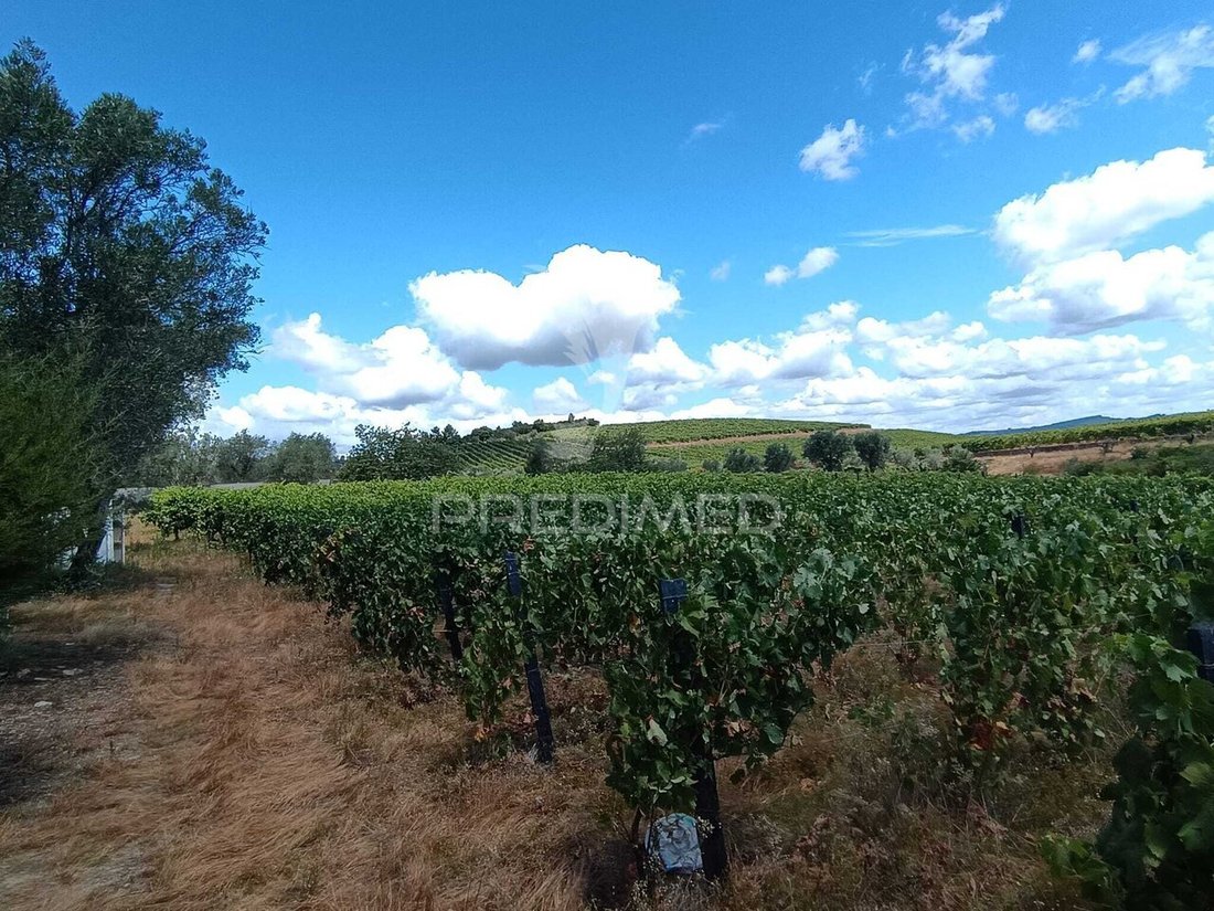 Land in Poiares e Canelas, Vila Real District, Portugal 3 - 18701899