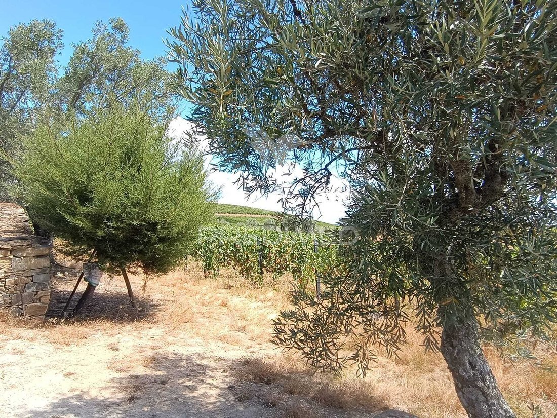 Land in Poiares e Canelas, Vila Real District, Portugal 1 - 18701899