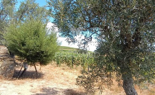 Land in Poiares e Canelas, Vila Real District, Portugal 1