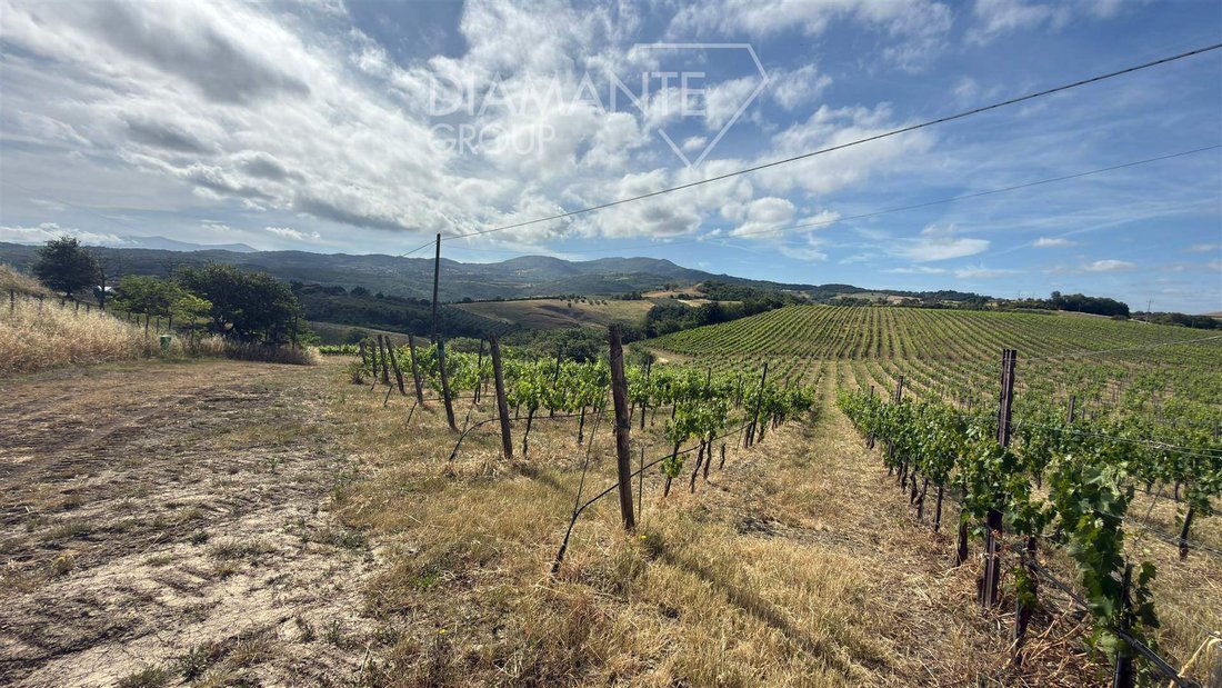 Land in Cinigiano, Tuscany, Italy 5 - 18711842