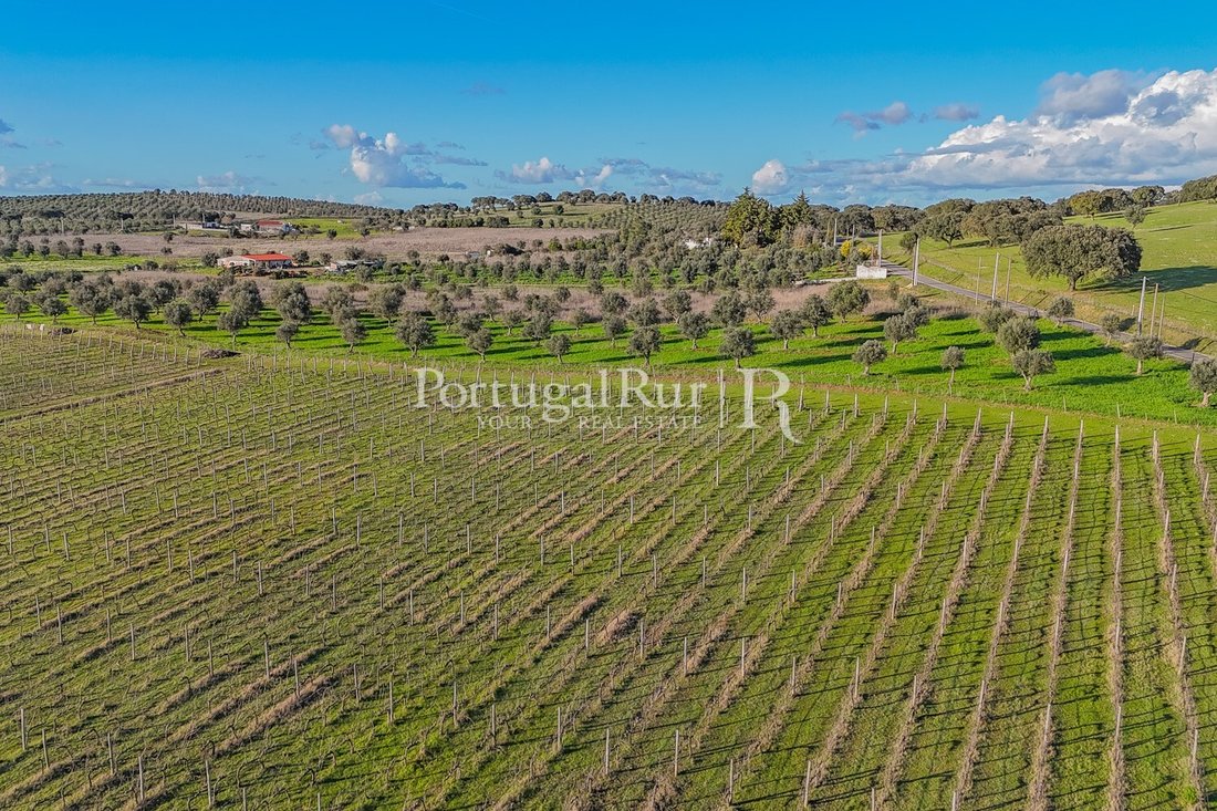 Finca in Avis, Portalegre District, Portugal 4 - 18707331