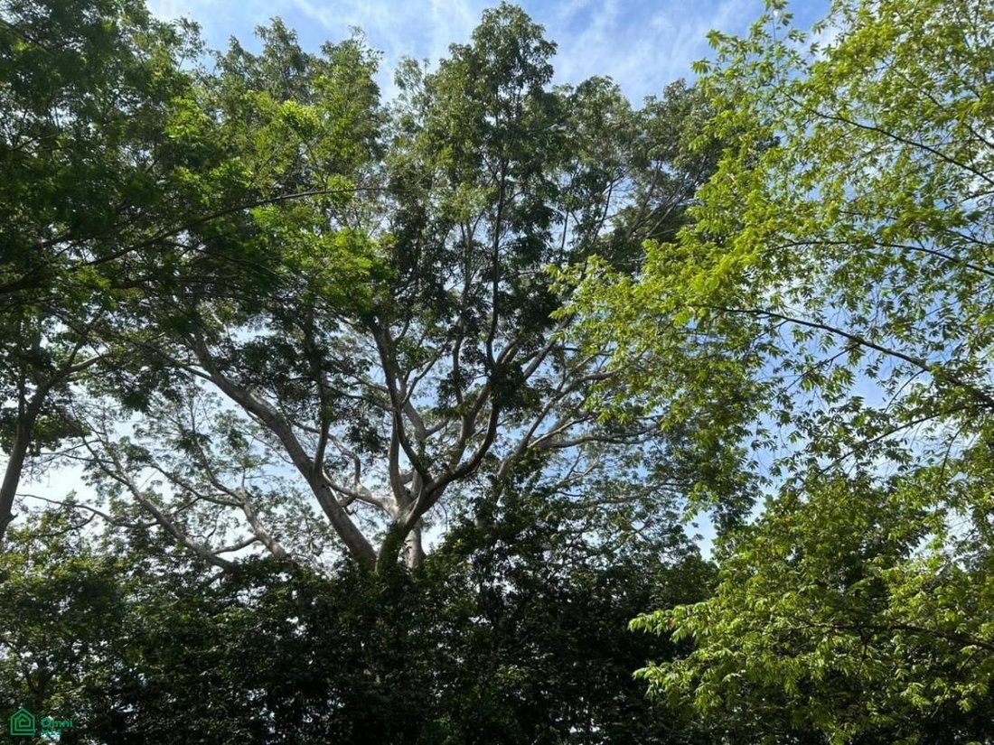 Land in Cangrejal, Guanacaste Province, Costa Rica 5 - 18713070