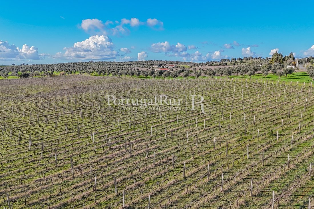 Finca in Avis, Portalegre District, Portugal 3 - 18707331