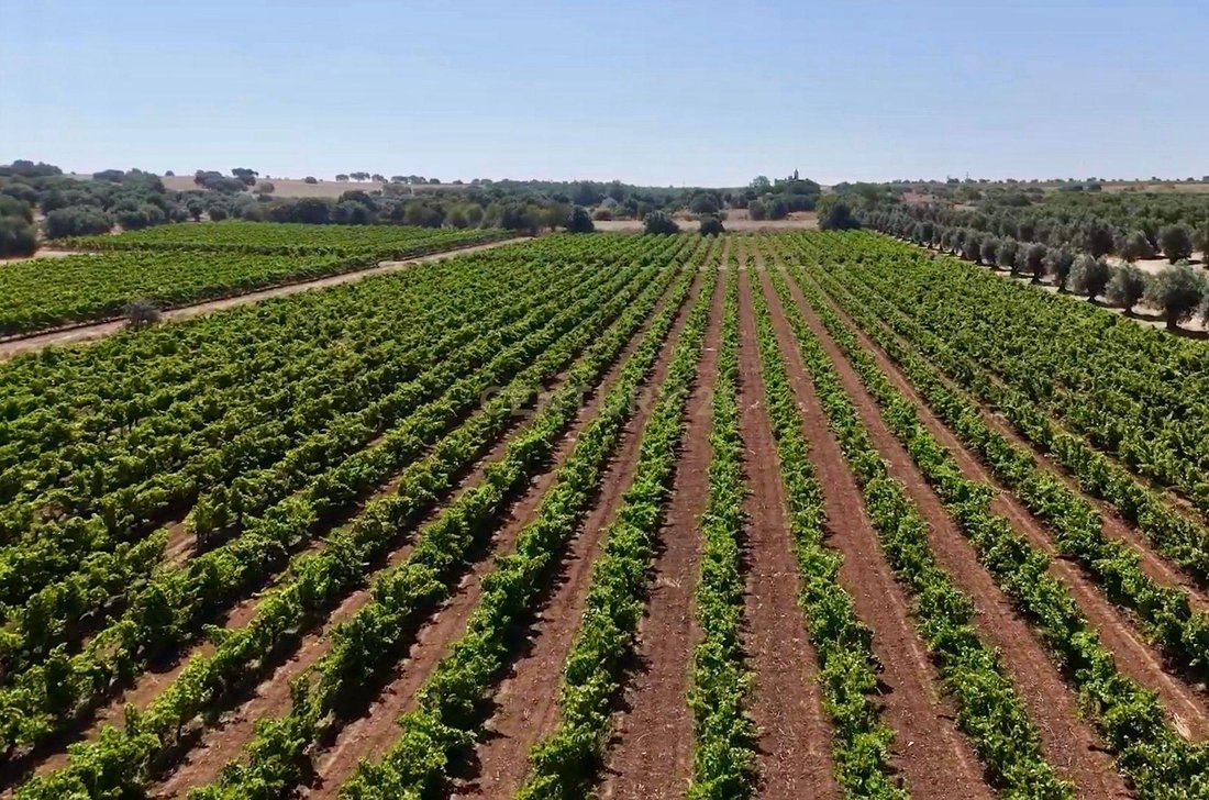 Farm Ranch in Monsaraz, Évora District, Portugal 5 - 18707104