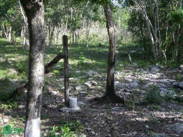 Terrain en Los Laureles, Quintana Roo, Mexique 3 - 17810977