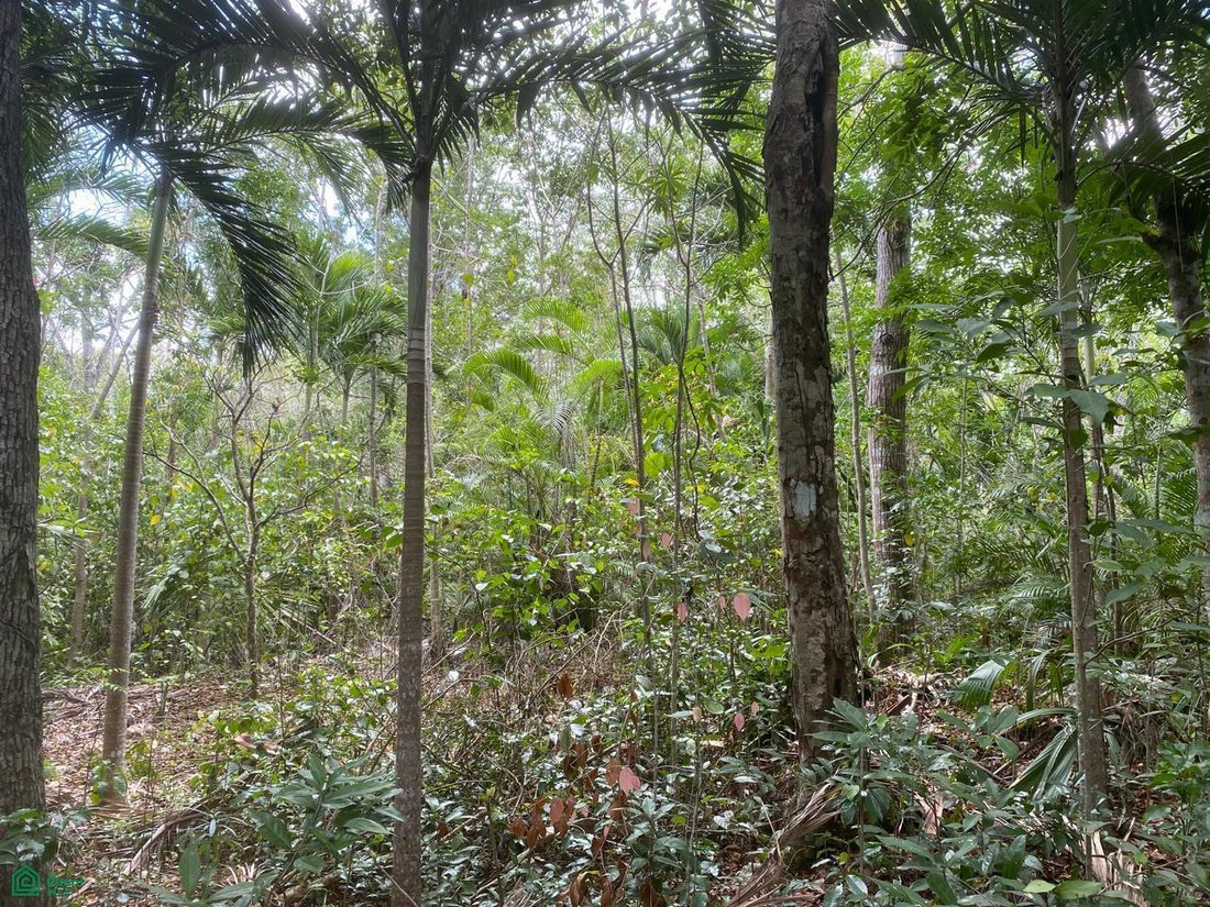 Terreno en Rancho Viejo, Quintana Roo, México 3 - 18243921