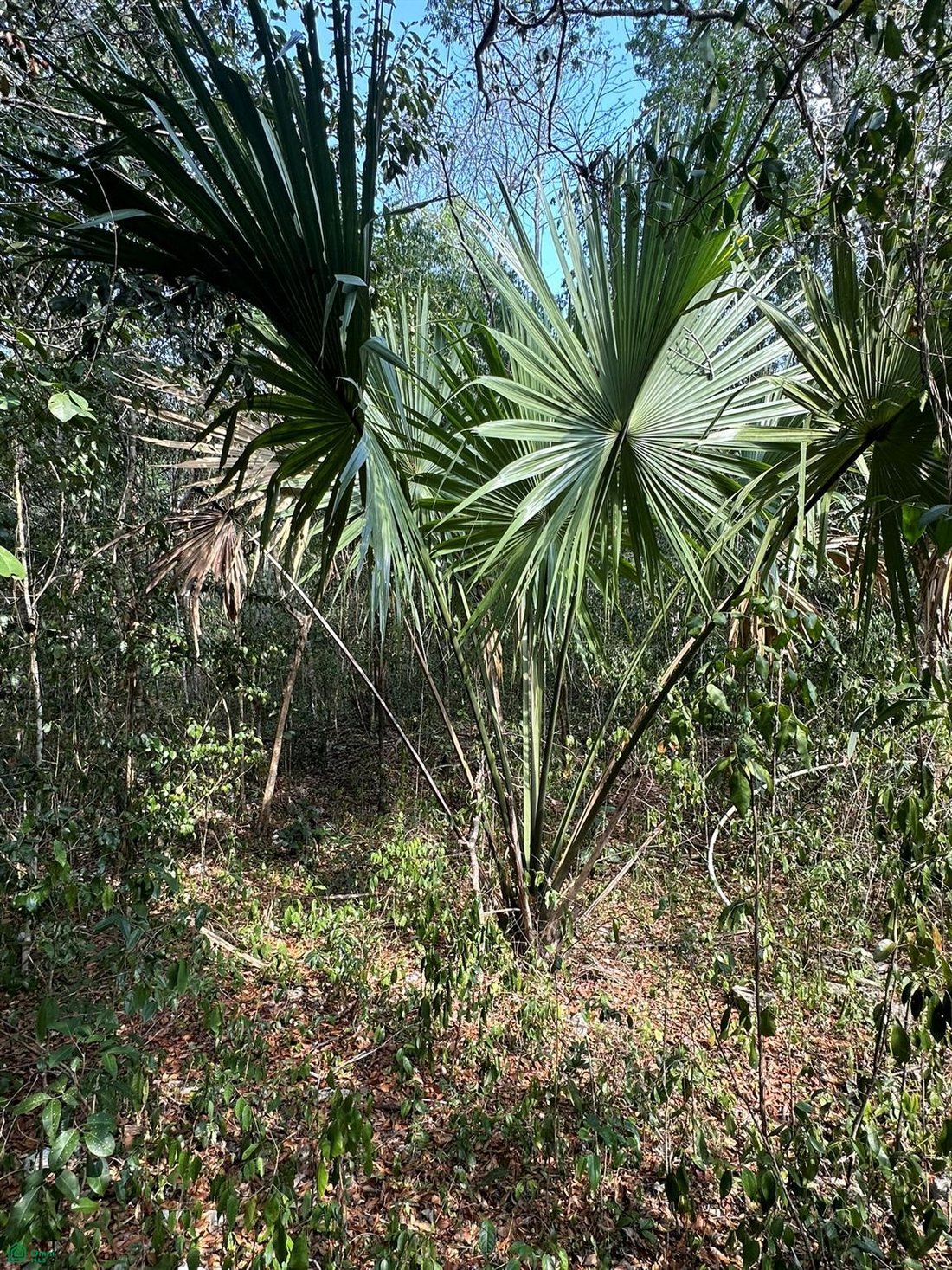 Terreno en Rancho Viejo, Quintana Roo, México 5 - 18243921