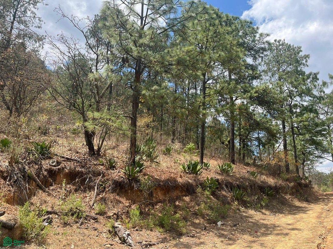 Land in Las Piedrotas, Jalisco, Mexiko 5 - 17810825