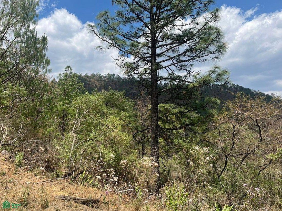 Land in Las Piedrotas, Jalisco, Mexiko 4 - 17810825