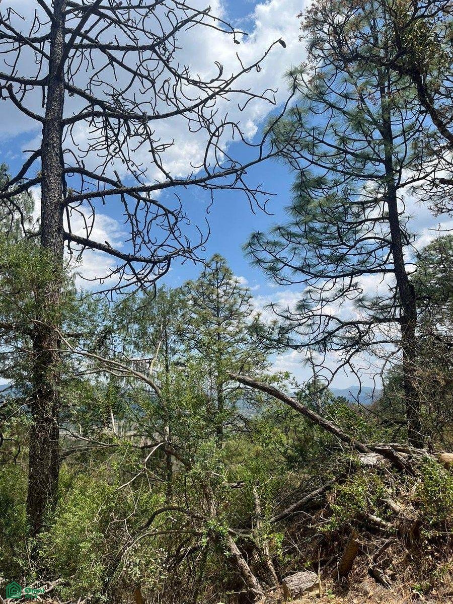 Land in Las Piedrotas, Jalisco, Mexiko 3 - 17810825
