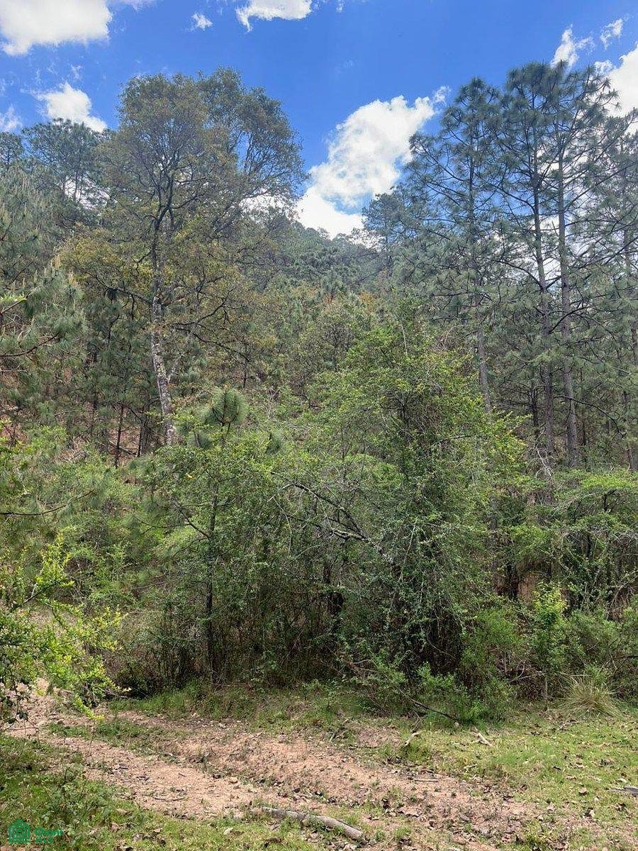 Land in Los Espinos, Jalisco, Mexiko 5 - 17810826