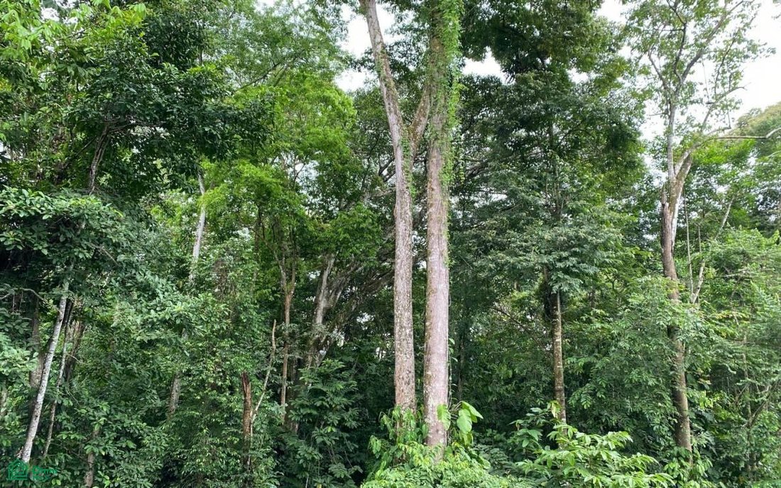 Land in Piñuela, Puntarenas Province, Costa Rica 5 - 17804588