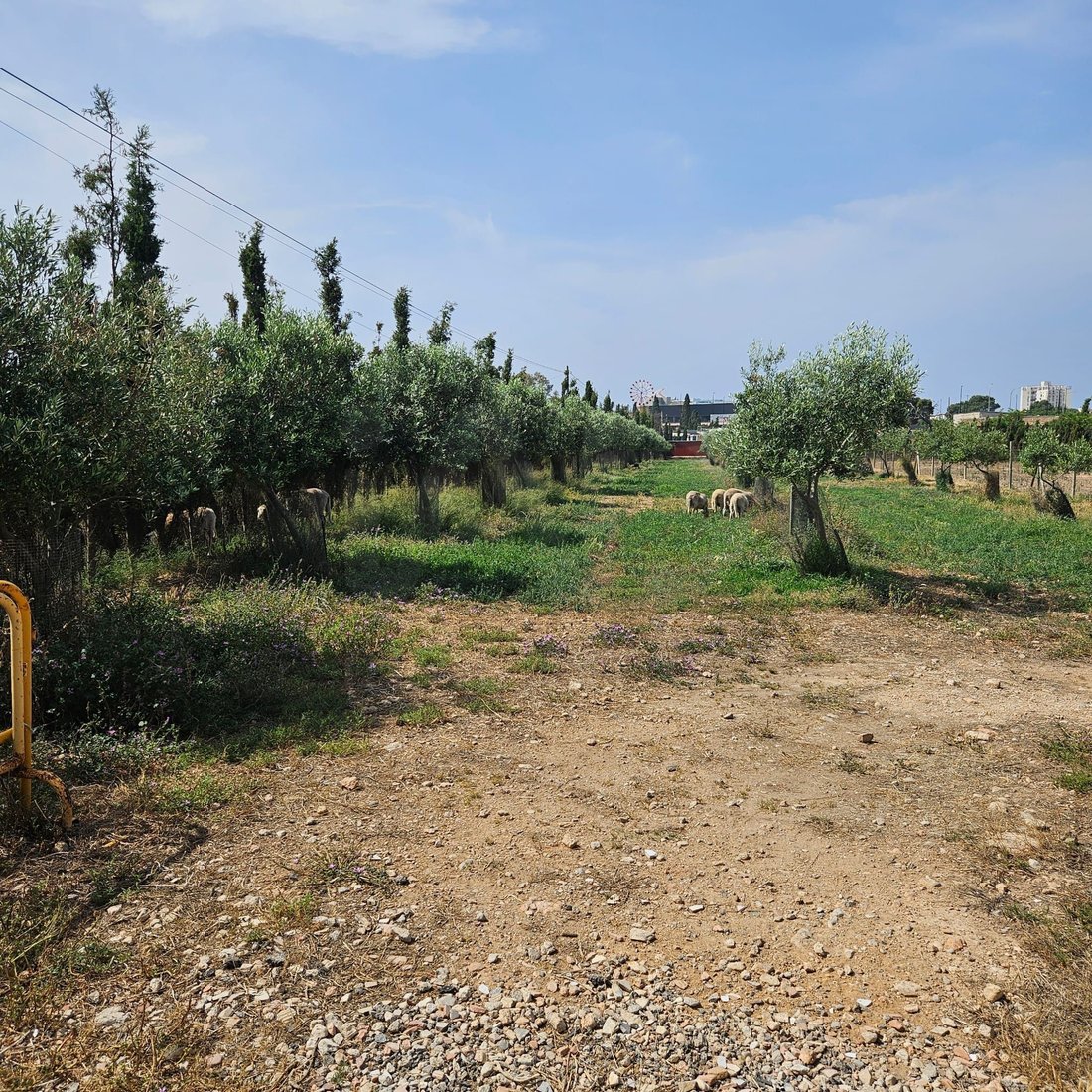 Farm Ranch in Palma, Balearic Islands, Spain 3 - 17569124