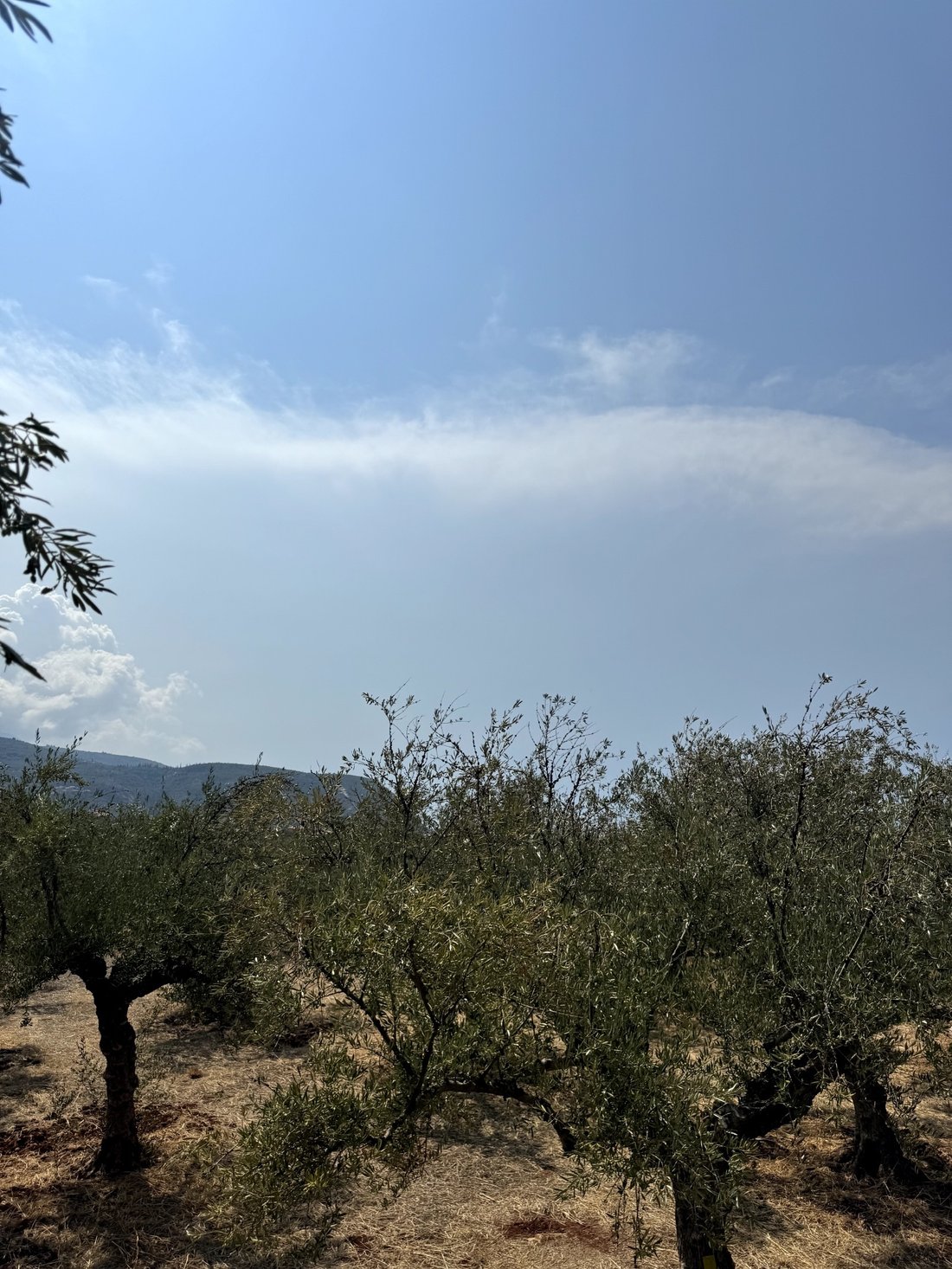 Land in Sminos Municipal Unit, Peloponnese, Western Greece and the Ionian, Greece 1 - 18723470