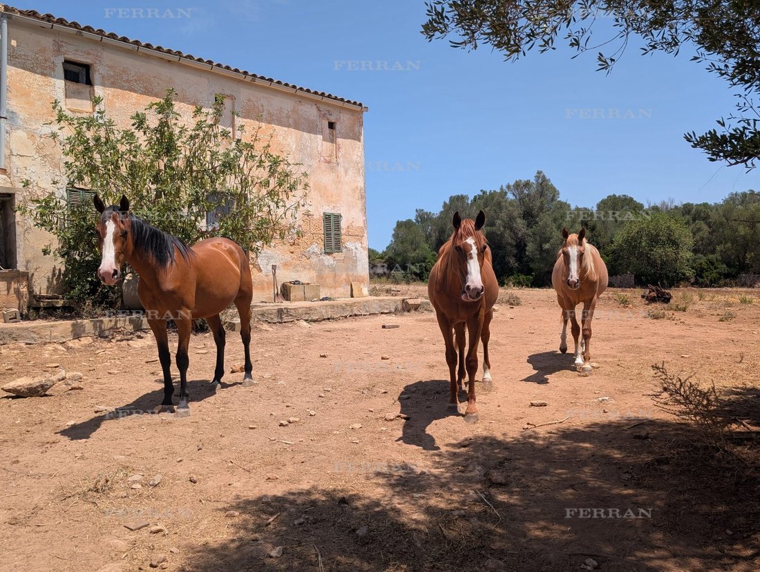 Land in Manacor, Balearic Islands, Spain 5 - 18731118