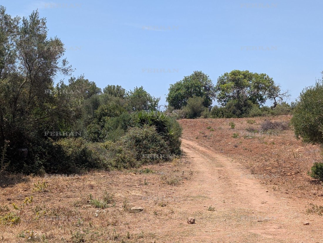 Land in Manacor, Balearic Islands, Spain 4 - 18731118