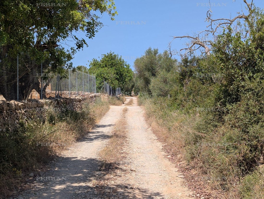 Land in Manacor, Balearic Islands, Spain 3 - 18731118