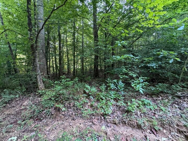 Terrain à Robbins, Tennessee, États-Unis 5 - 18738029