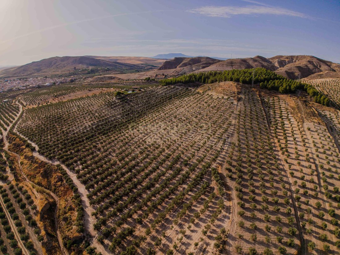 Terreno en La Malahá, Andalucía, España 1 - 18736799