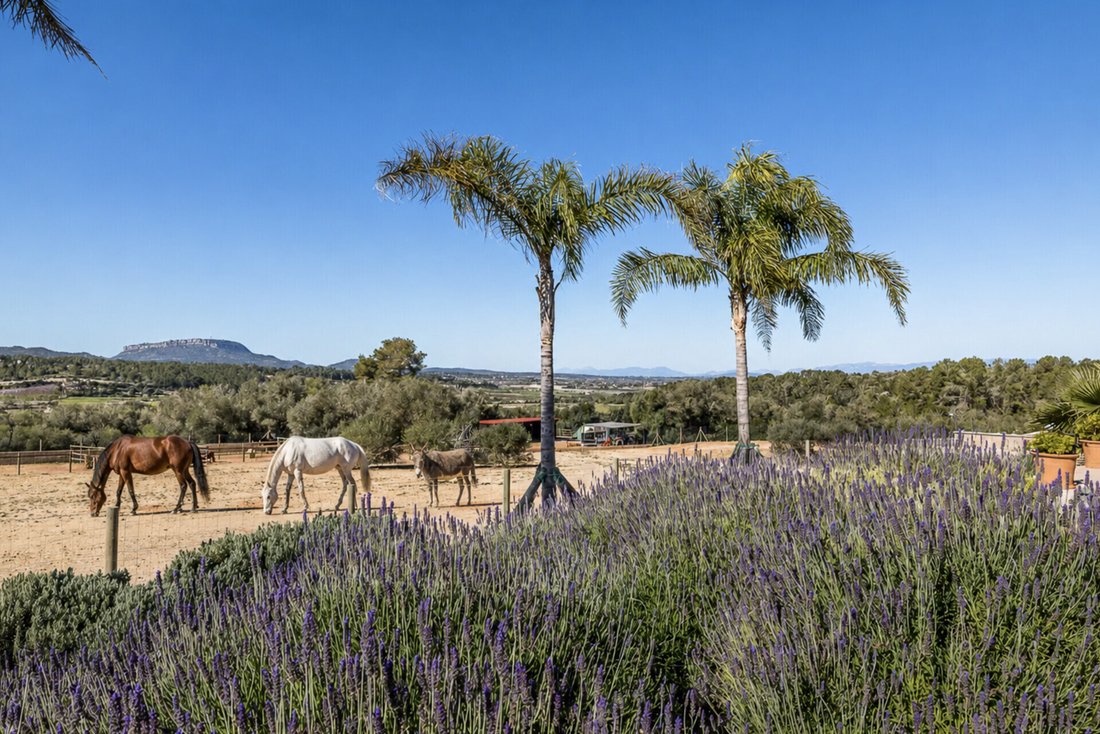 Finca in Montuiri, Balearic Islands, Spain 2 - 18736559
