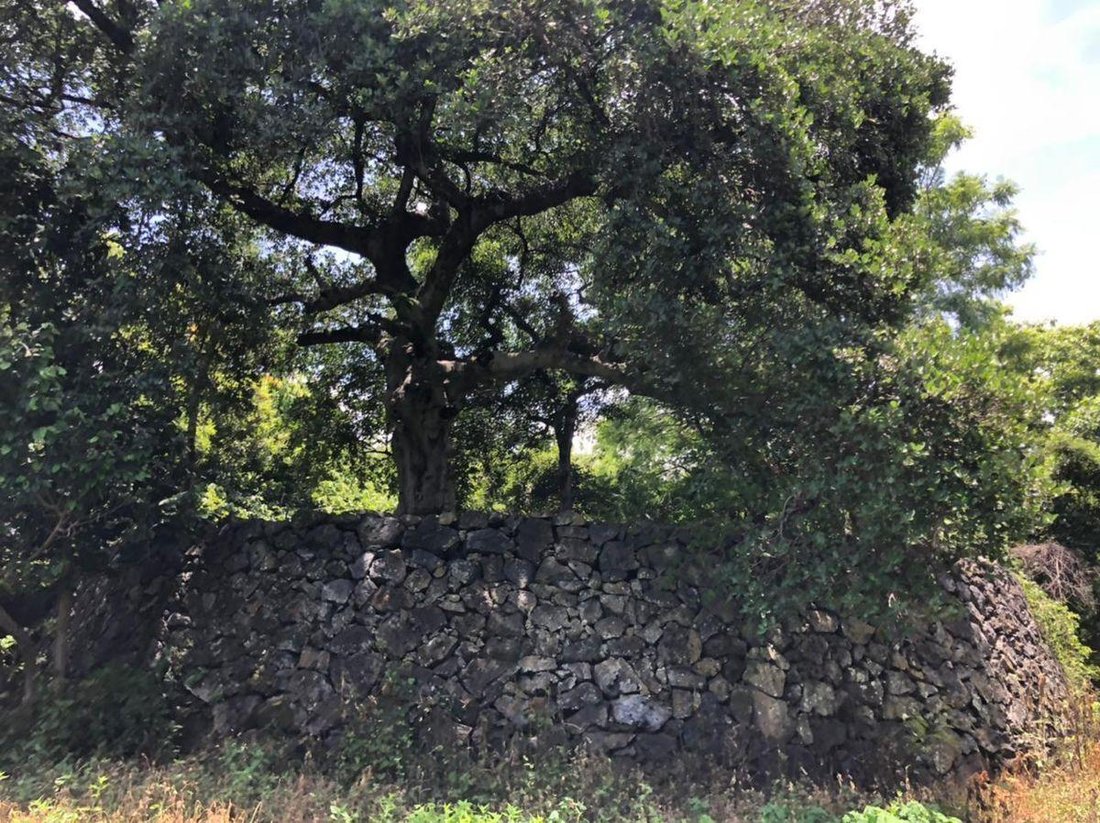 Land in San Andrés de la Cal, Morelos, Mexico 2 - 18742405