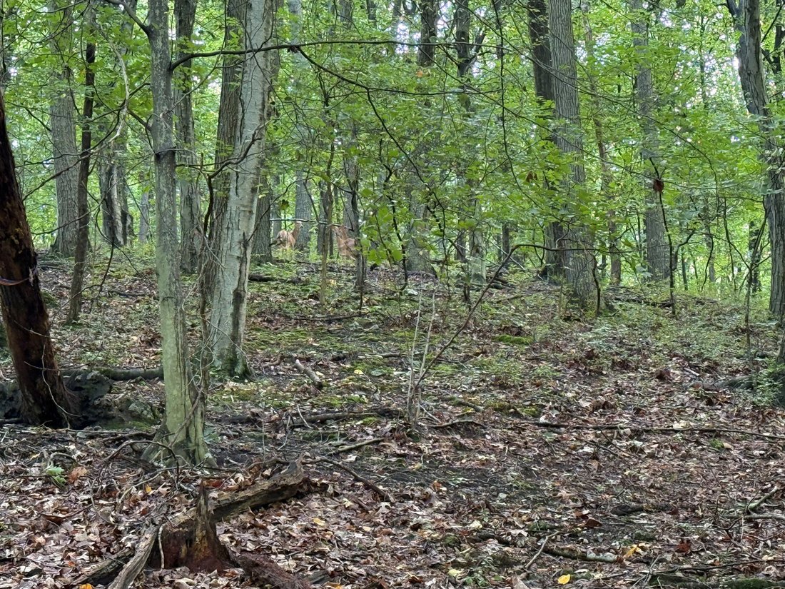 Terreno a Reading, Pennsylvania, Stati Uniti 5 - 18740176