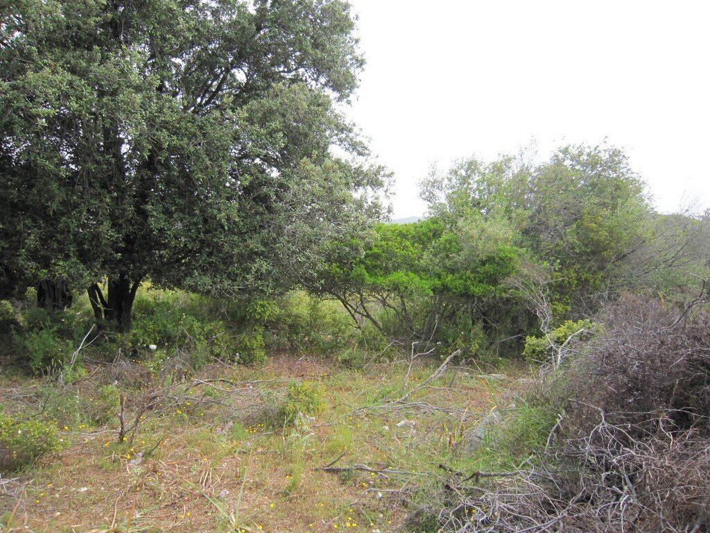 Altro a Son Servera, Isole Baleari, Spagna 5 - 18744971