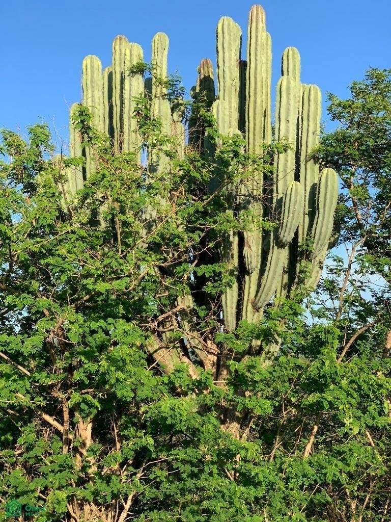 Terreno en Pedro Amaro, Morelos, México 5 - 18584934