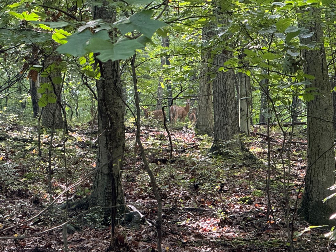 Terreno a Reading, Pennsylvania, Stati Uniti 3 - 18740176