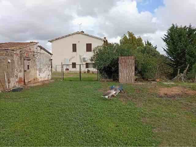 Maisons de campagne à Magliano in Toscana, Toscane, Italie 1 - 18745090