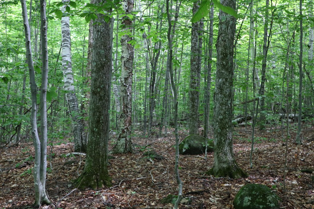 Terrain à Athol, État de New York, États-Unis 4 - 18747742