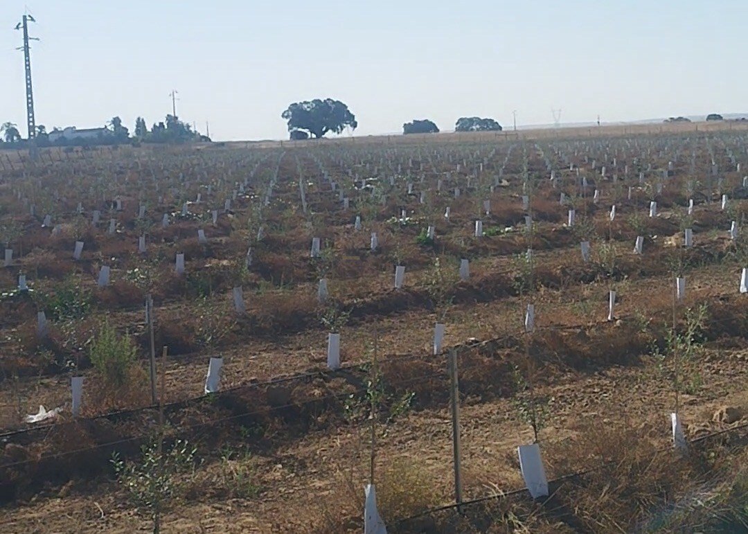 Terreno en Cuba, Distrito de Beja, Portugal 4 - 18756439